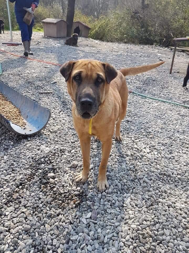 It isn’t often I do this but please read Precious’ story, 6 years in a kennel is no life for a dog and I’d love to bring her home! Any help given is appreciated, shares, advice etc not just donations! This is her GoFundMe link - gofund.me/202ce0e4, please share✨