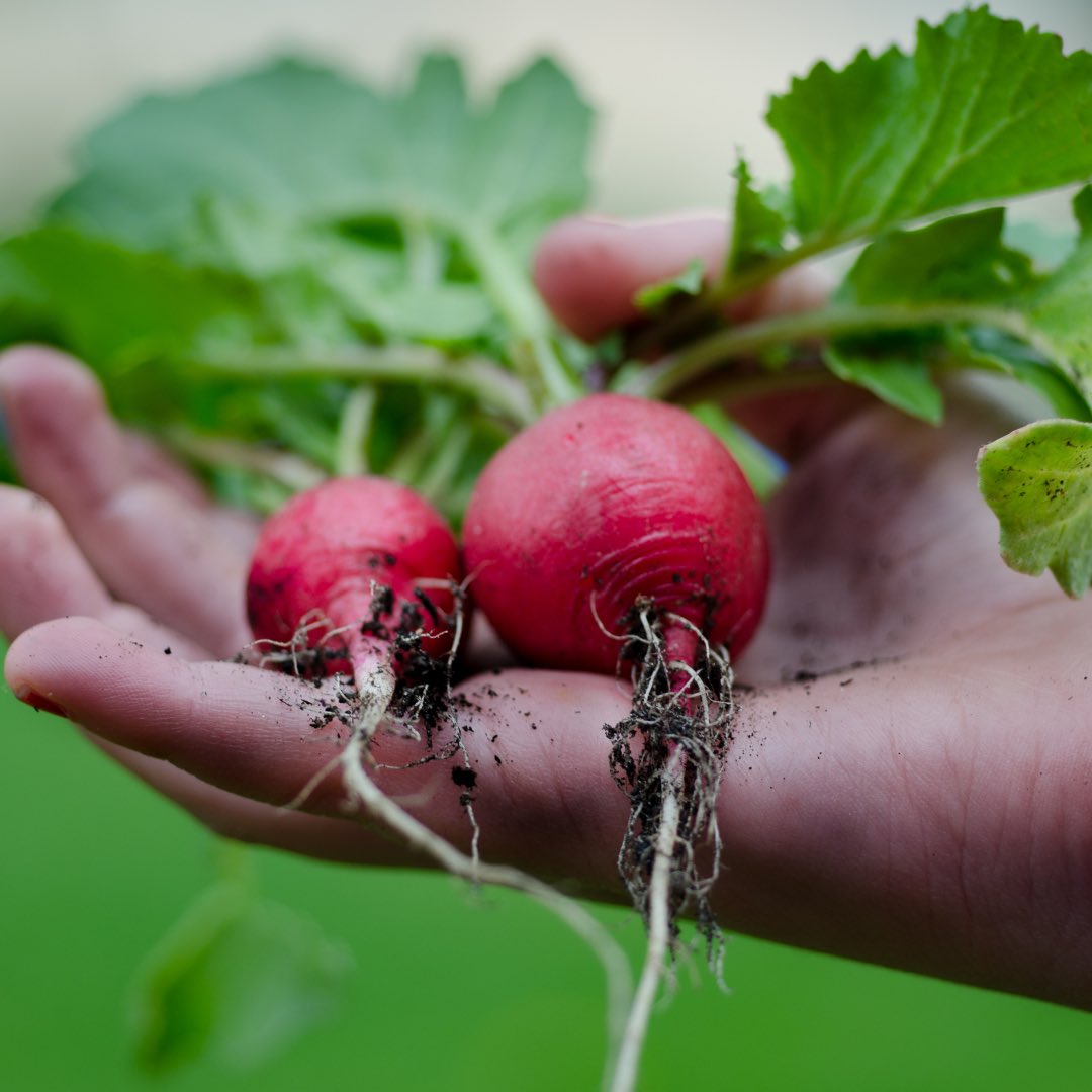 Help Plan the 2021 Edible Garden Tour - Take Part in Planning this Fun Annual Event!

The planning team’s is meeting virtually; you can also help with scouting even if you can’t make it to the meeting. 

Contact Alyssa! alyssa.joy.pittman@gmail.com