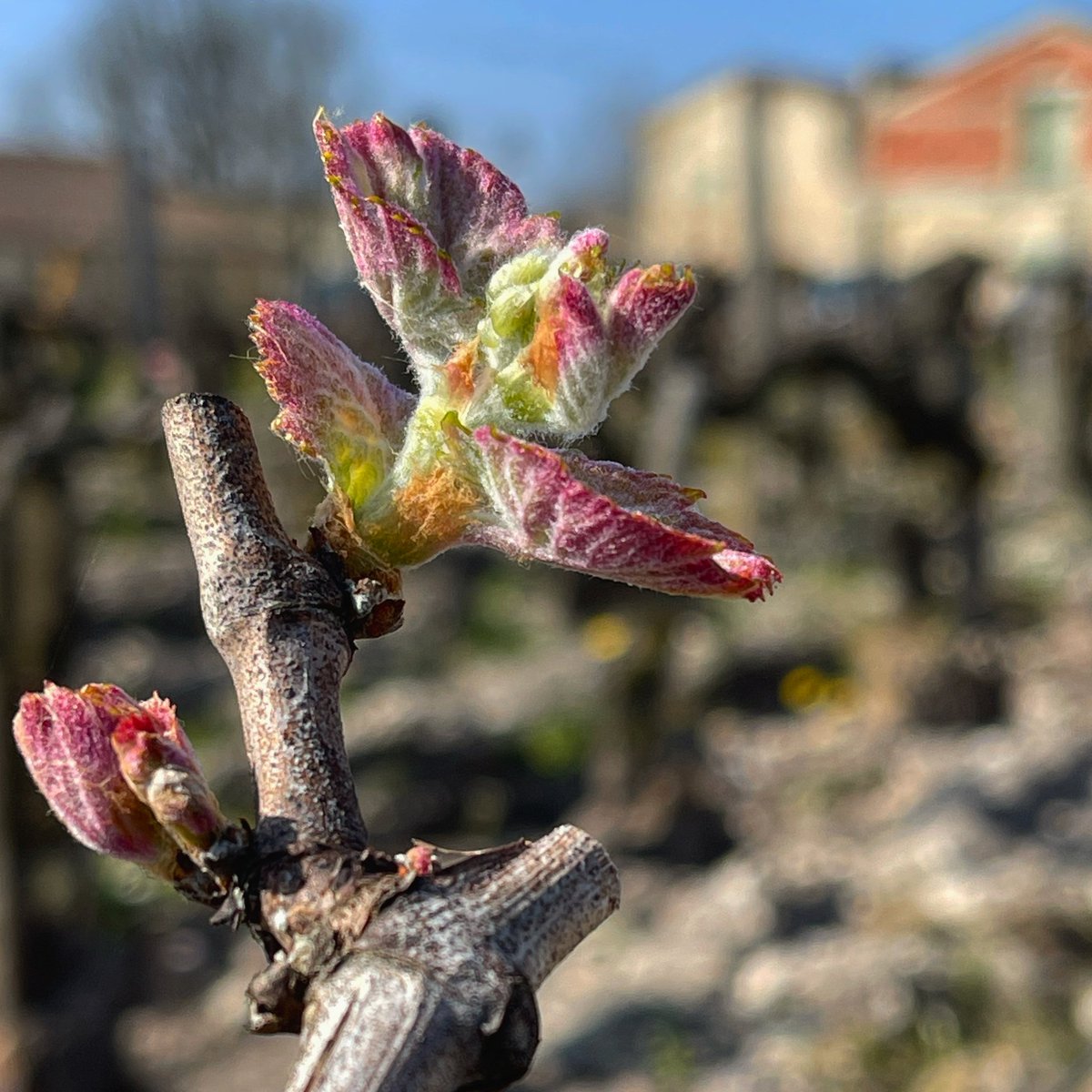 EnomotionWine's tweet photo. Budburst is in full swing in much of the northern hemisphere🌱  
This is an important stage in the annual vine cycle, as it signals the start of the new 2021 vintage.
#enomotionwineclub #budburst #spring2021 https://t.co/MgCVw8fZpN