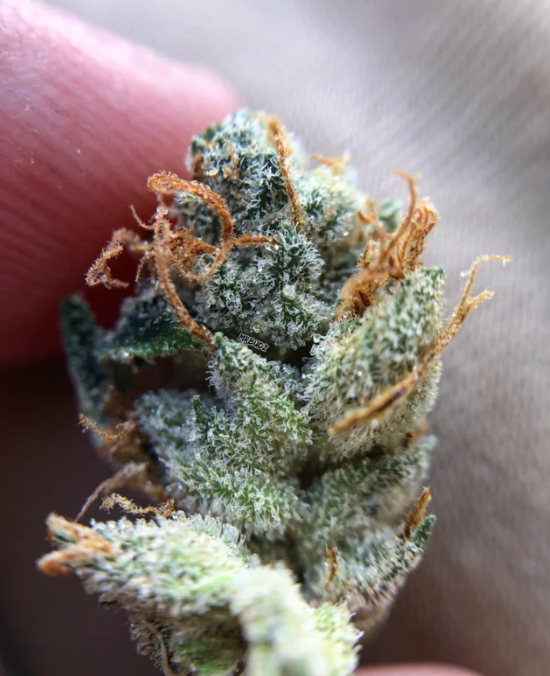 Trulieve's tweet photo. Did you know that Lemon OG was our first whole flower sale?🍋🌿
Check out this beautiful photo that @ Mrbudz took! 📸😎
#TruOG #Trulieve #TruFlower #LemonOG https://t.co/RrkpwXKaId