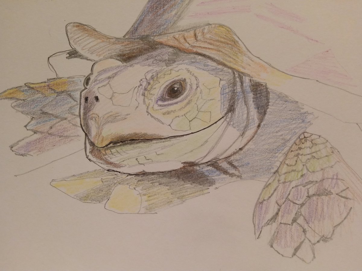 ToplisJane's tweet photo. #animalmarch #pencilsketch #colouredpencils #animals #tortoise #comingoutofourshells https://t.co/ijotBxxgDL