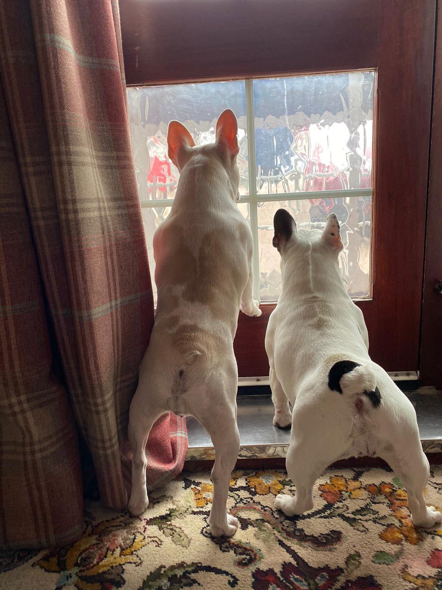 poppyeliza's tweet photo. @BeerNouveau Here are 2 good girls going about their day https://t.co/i0SLke9p8b