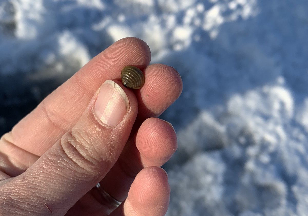 UMNExtNR's tweet photo. Thanks to its discovery by one of our volunteers, @UMNExt educator Megan Weber has been monitoring the first population of invasive golden clams found in an inland lake in Minnesota. #UMNExtWorks #mnleg https://t.co/1WmMz8wYP4