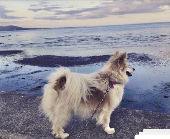stvdundalk's tweet photo. Congratulations to 2nd Year student Aoife Cosgrove on this wonderful photo of Lilah on the wall in Blackrock which was displayed as part of the recent “A Day in the Life of Dundalk” virtual exhibition in An Tain. #antain #photography #adayinthelifeofdundalk https://t.co/H8zL5rd3Hq