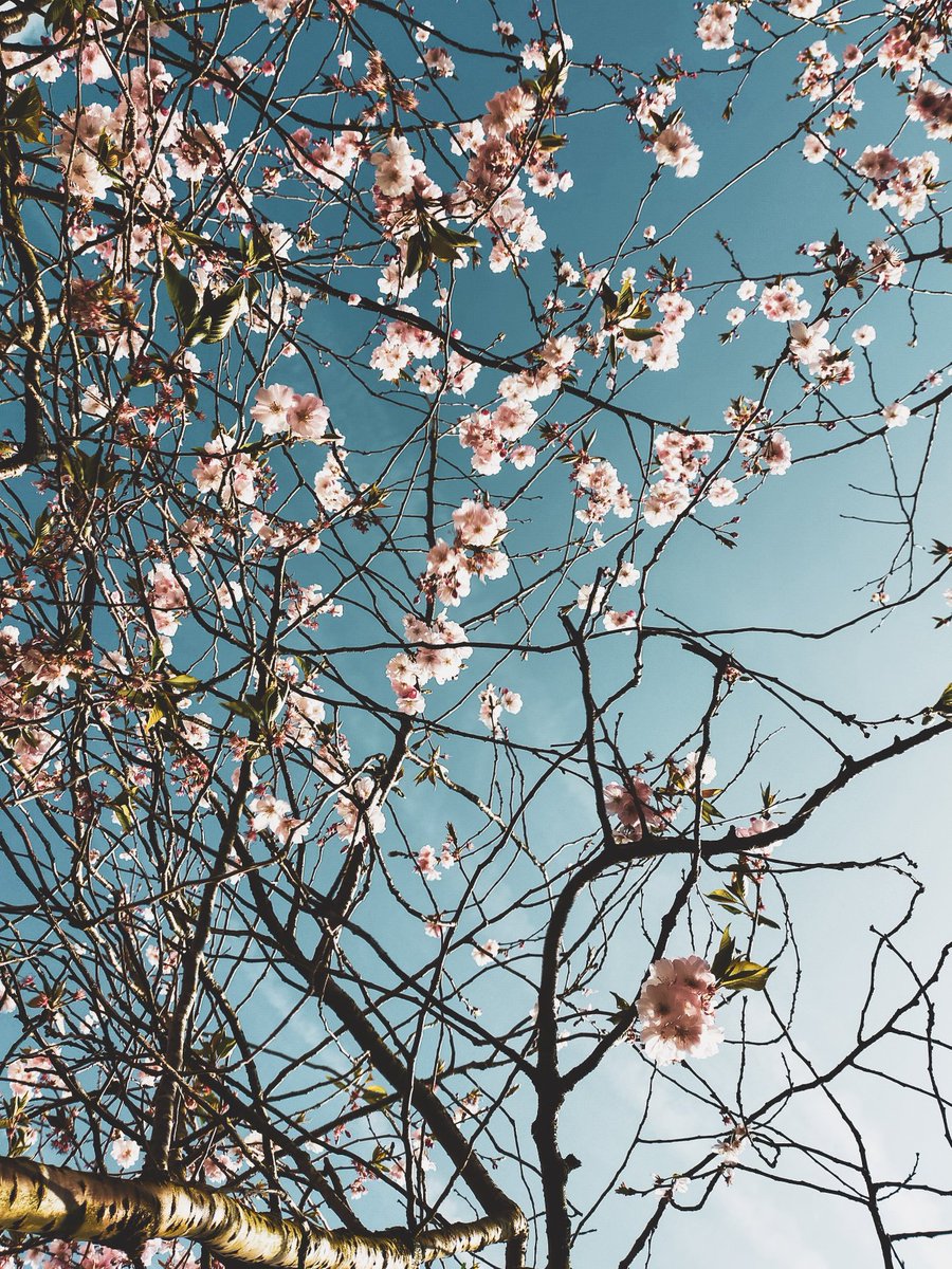 Aste bat. 

Loratzen.