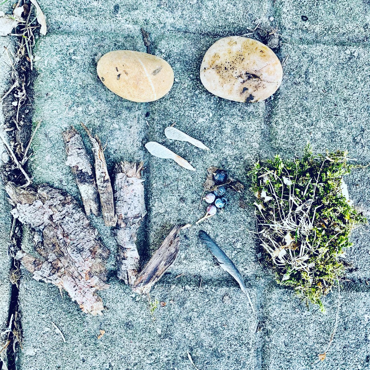 MrsKellyPDSB's tweet photo. Today we searched for nature treasures. Encourage exploring in nature even if it’s in the backyard. It helps us question, discover/learn while keeping connected with our third teacher (the environment) . Get out and explore, let your children take risks, get messy and question. https://t.co/5gyoEayiIg