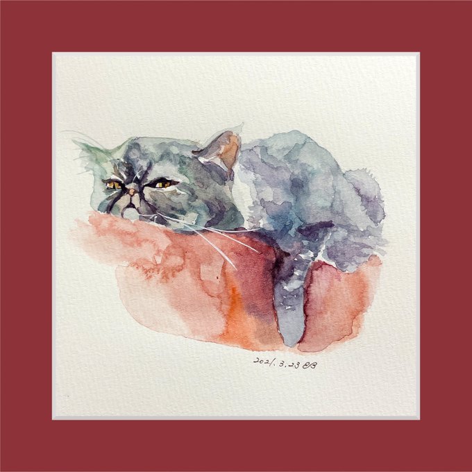 エキゾチックショートヘアのtwitterイラスト検索結果