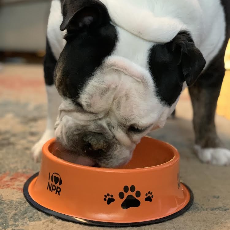 Ideastream's tweet photo. Even our pets are #NPRnerds! πΊπ»πΆ If itβs time to upgrade your petβs bowl, look no further. You can pick one up now as a thank-you gift when you become a member. Visit https://t.co/omvmkXLZFA. https://t.co/mK0EG3JV8X