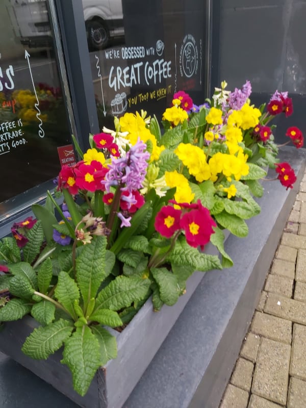 LkennyCathQtr's tweet photo. They are in full spring #bloom and these beauties were planted by the TY students of @ErrigalCollege  assisted by Charlie. https://t.co/WGNB0WaWoi