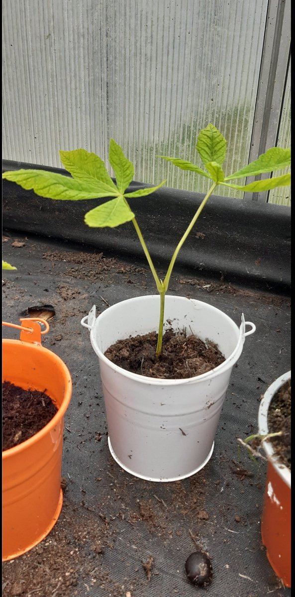 RCMTWCS's tweet image. Each year all Wood Technology students are given a Horse chestnut to plant and grow at home. Tallest tree by last week in May is the winner. 
Leader so far... Great work Chloe!
#signsofspring. @technology_4 @JCt4ed @technoteachers