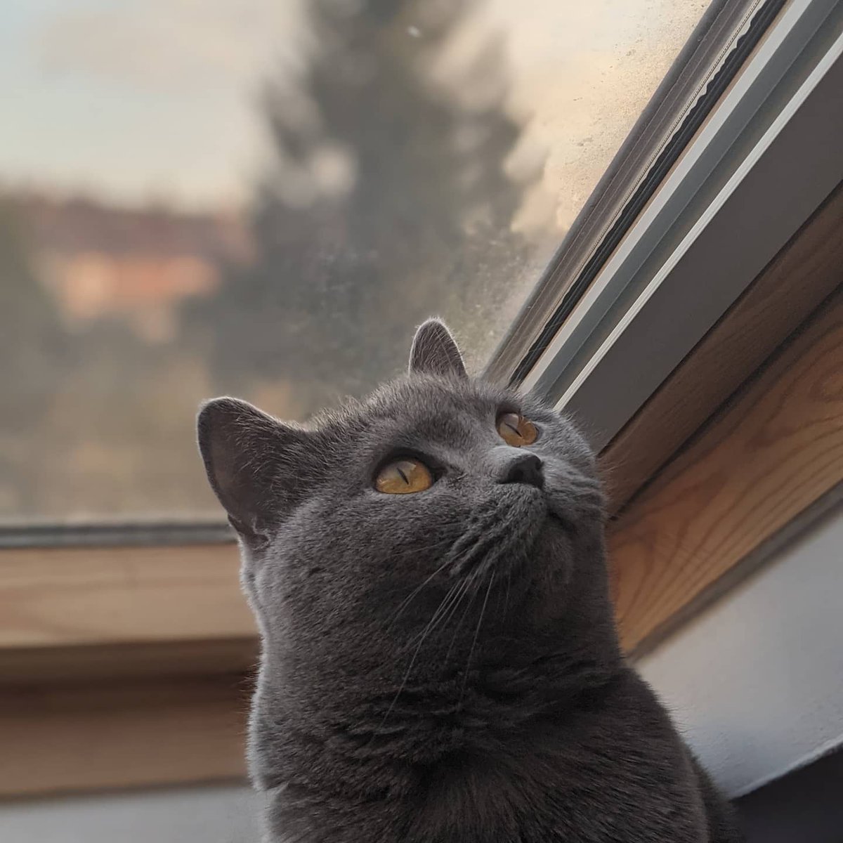 RonandSquidge's tweet photo. Pondering the meaning of life...

And wondering when these lazy bastards are going to clean the windows...
#catsoftwitter https://t.co/Z0uwjlL8sE