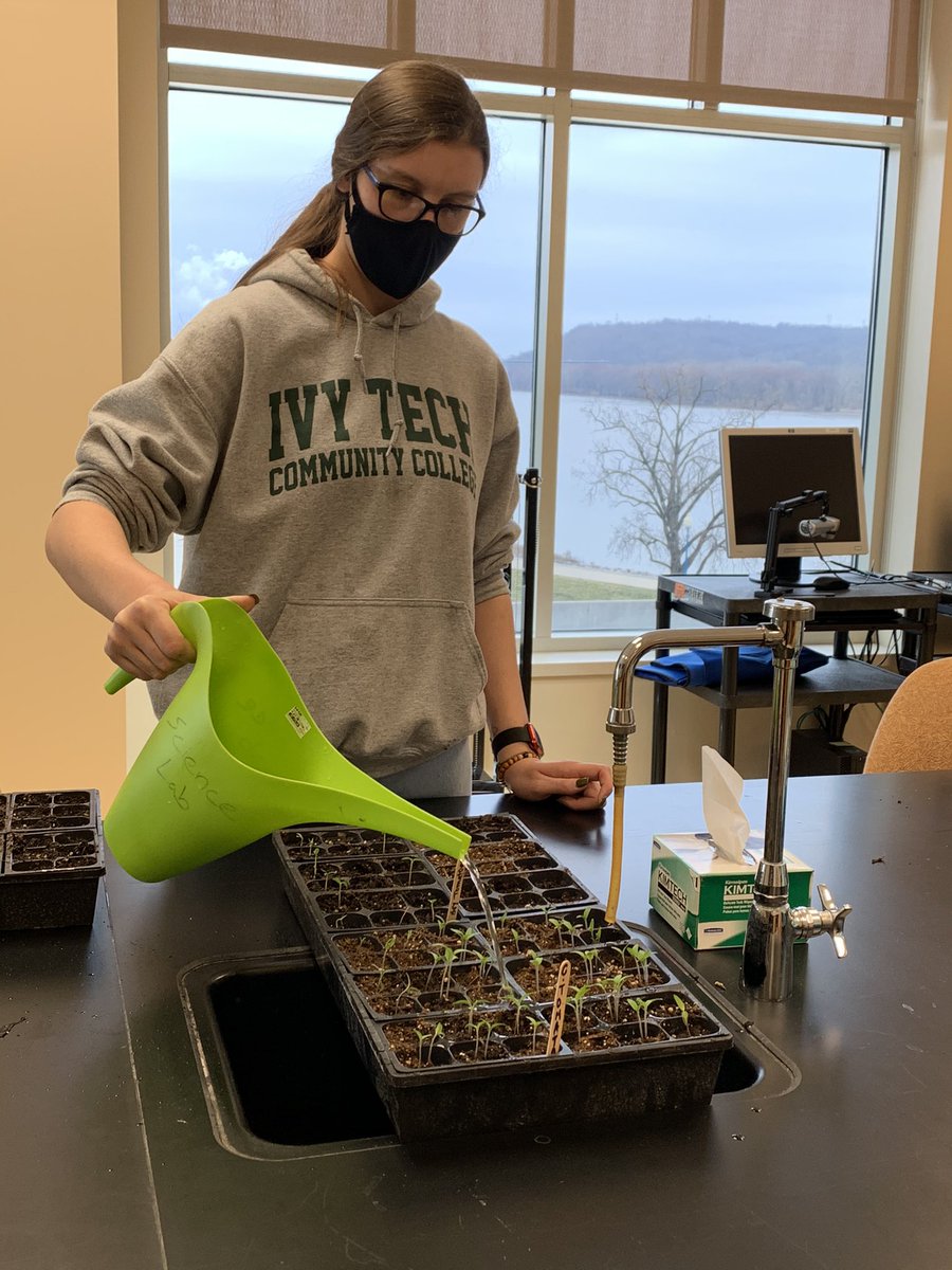 shyratedesco71's tweet photo. Happy Spring from our baby tomato forest in the Bio lab at Ivy Tech Lawrenceburg...planting season at the community garden is coming soon! https://t.co/EfivdTas1u