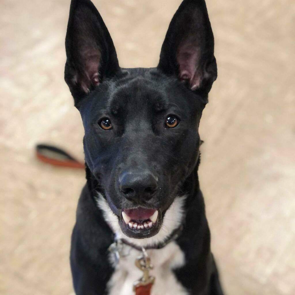 lourimancer's tweet photo. I can’t get enough of this handsome and smart boy, Skipper. He’s been working on his loose leash walking and some minor reactivity. Both him and his parents are doing phenomenal. I’m very proud of all of them. #borderlab #labbordercolliemix https://t.co/Rx4pRaJkch https://t.co/j5czgr0uCY