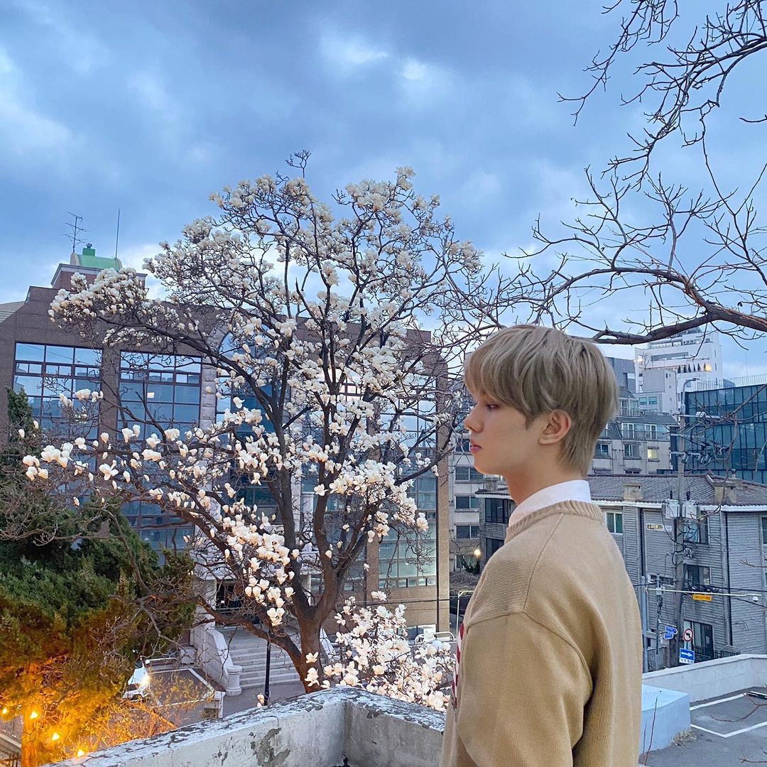 WHAT A CUTIE UNDER CHERRY BLOSSOMS``day 81 of 365``       ``with  #윈  #WIN ``