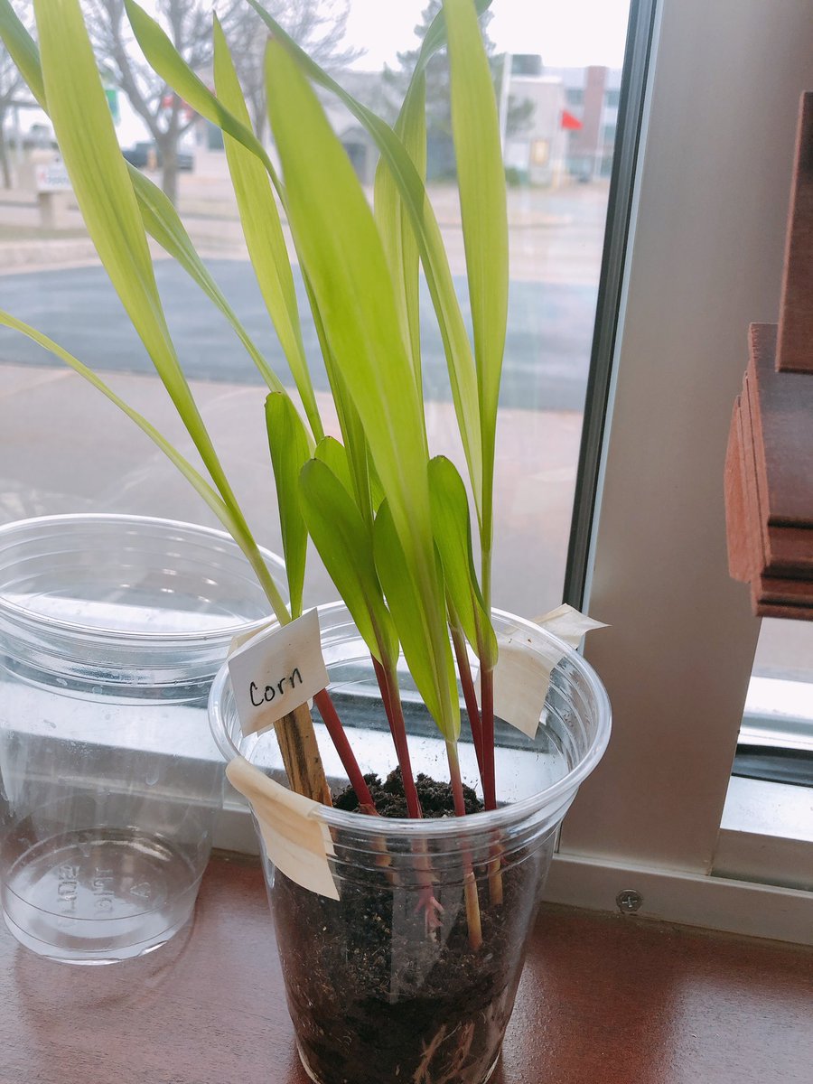 Ball_Mo_Lee's tweet photo. You know your an ag educator when you always have experiments growing in the office 😂 -mini greenhouse, soil tests, and pollinator seed bombs @LinnCoAg https://t.co/ukHjOdGja8