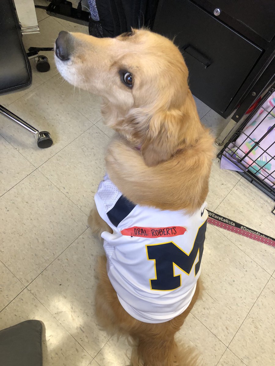 ZooeyHJS's tweet photo. How it started, how it changed, and how it ended. Some of my handlers seem to have very different feelings about my outfit choice for favorite team day!! https://t.co/qBYfyvOOZr