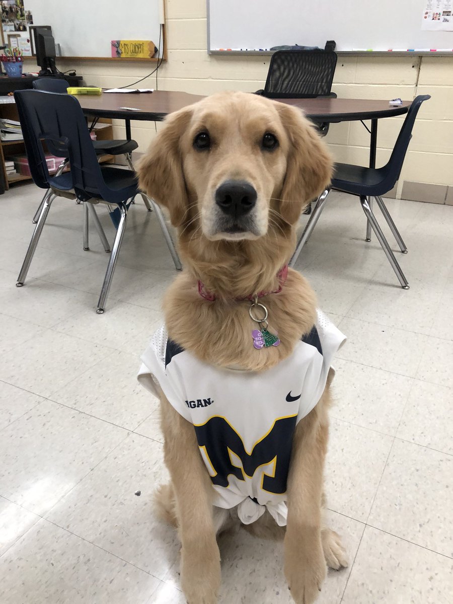 ZooeyHJS's tweet photo. How it started, how it changed, and how it ended. Some of my handlers seem to have very different feelings about my outfit choice for favorite team day!! https://t.co/qBYfyvOOZr