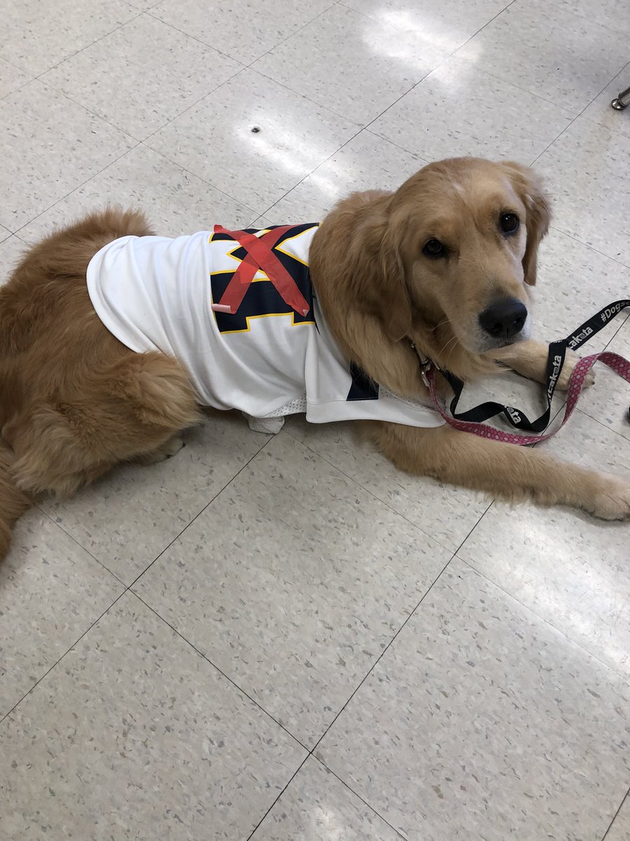 ZooeyHJS's tweet photo. How it started, how it changed, and how it ended. Some of my handlers seem to have very different feelings about my outfit choice for favorite team day!! https://t.co/qBYfyvOOZr