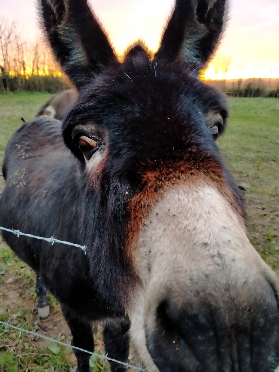 #worcestershirehour I'm going to leave you with Treacle to put a smile on your face for a Monday evening 😁 #donkeysareamazing #MondayFunday
