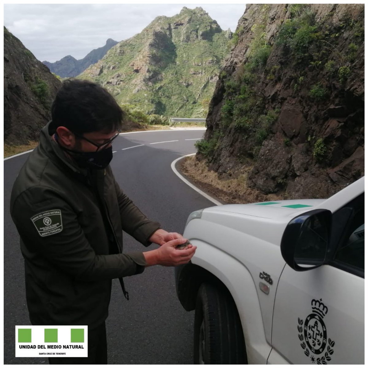 🐣 Agentes de <a href="/UMEN_SC/">Unidad Medio Natural</a> rescatan una cría de Alpispa (Motacilla cinerea canariensis) que había caído a la carretera. 

👌🏻 Tras comprobar que se  encontraba en buen estado se liberó en un lugar más seguro 
#Protección #EspeciesCanarias #FaunaCanaria
<a href="/santacruz_ayto/">Ayuntamiento de Santa Cruz de Tenerife</a> <a href="/DistritoAnaga/">Distrito Anaga</a>