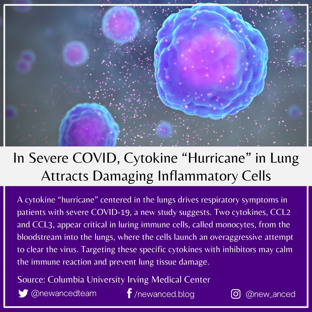 sciencenstuf's tweet photo. In Severe COVID, Cytokine “Hurricane” in Lung Attracts Damaging Inflammatory Cells

Source: Columbia University Irving Medical Center

📷 https://t.co/CmxgYpvrS2

#health #covid #cytokine #lung #inflammatorycells #columbiauniversityirvingmedicalcenter

https://t.co/ZJK7ZwRv5z https://t.co/54L8FXp6Mo