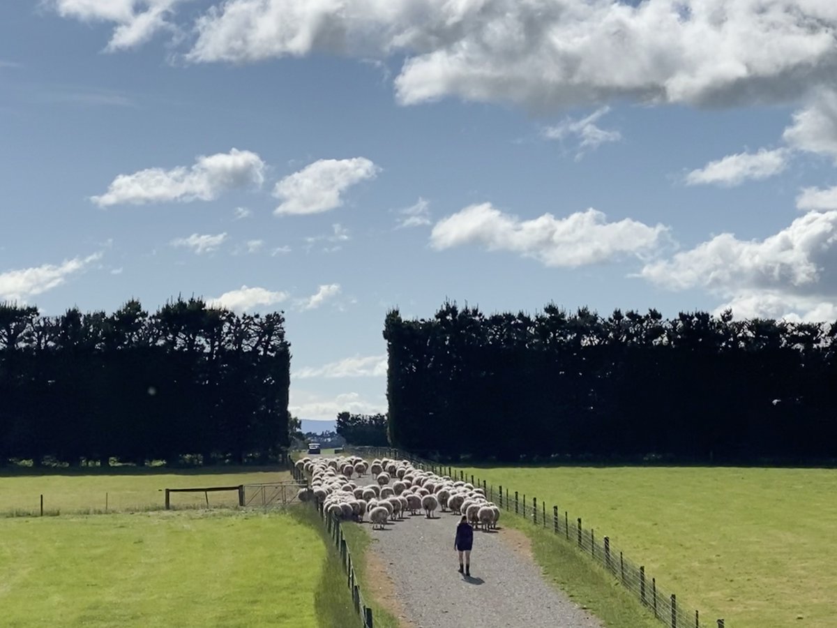 RuralDeliveryTV's tweet photo. A 10-year research programme &amp; a collaboration of scientists has produced a world-first breed of low methane emitting sheep that will be available to Kiwi farmers within the next 2 years. 
Watch the full story this Saturday at 7am on TVNZ 1. Thanks NZ on Air! #tvnz1 #nzonair #mpi https://t.co/WOxigfUz4E