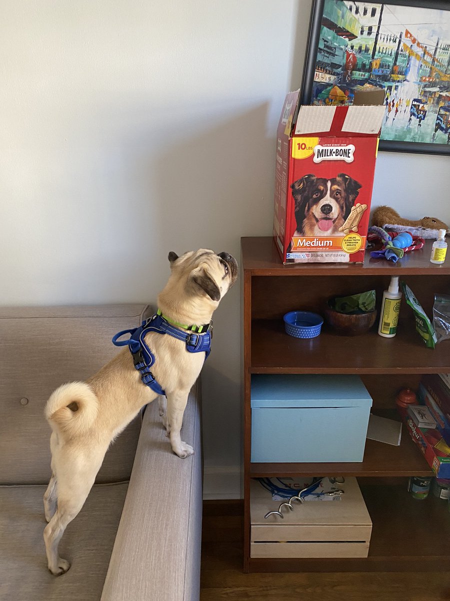 AcademyPaws's tweet photo. Do you ever feel like your pet is trying to tell you something? ๐๐๐
Linus is really hinting that he would like a milk bone treat. (Donโt worry, I gave him one!)
#ProfessionalPawsAcademy #DogTraining #PositiveDogTraining #PetSitting #AdventuresInPetSitting #PugLife #TriadDogs https://t.co/DHVZ0cU6f3