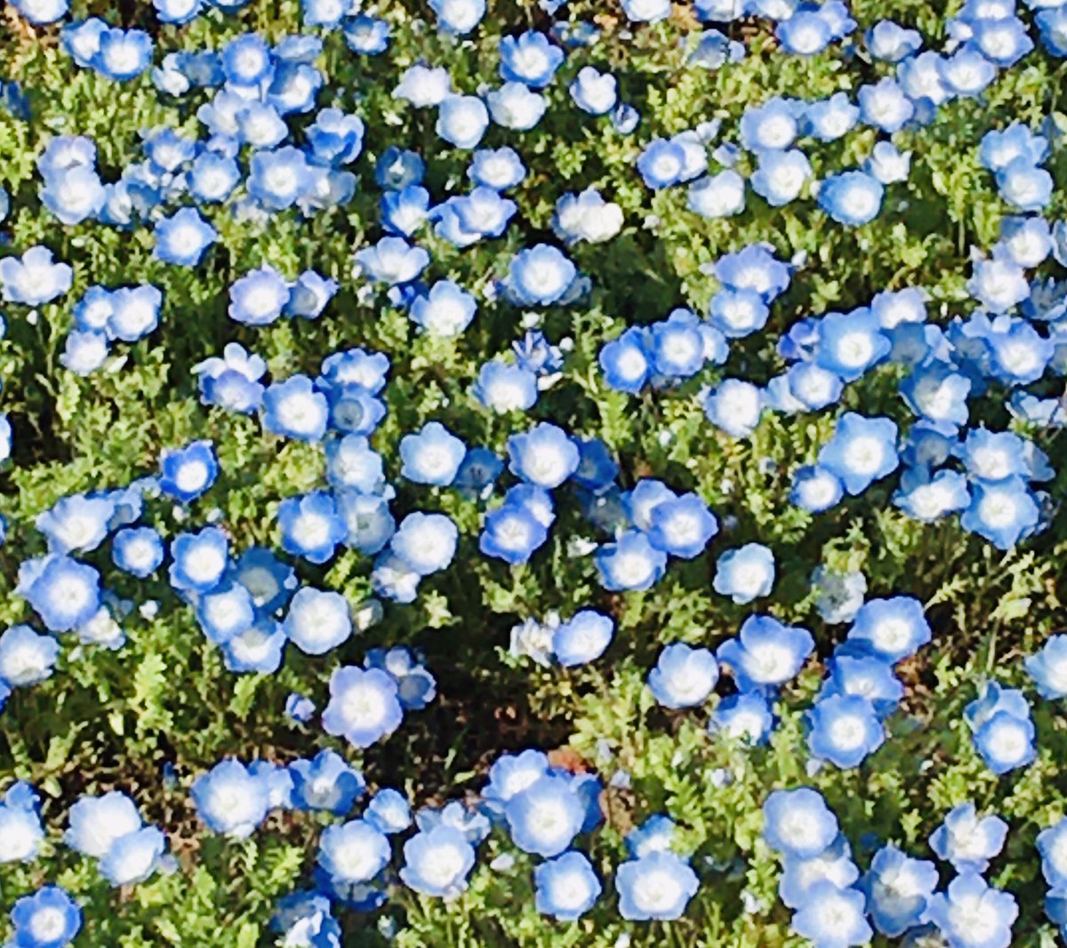 青色の花