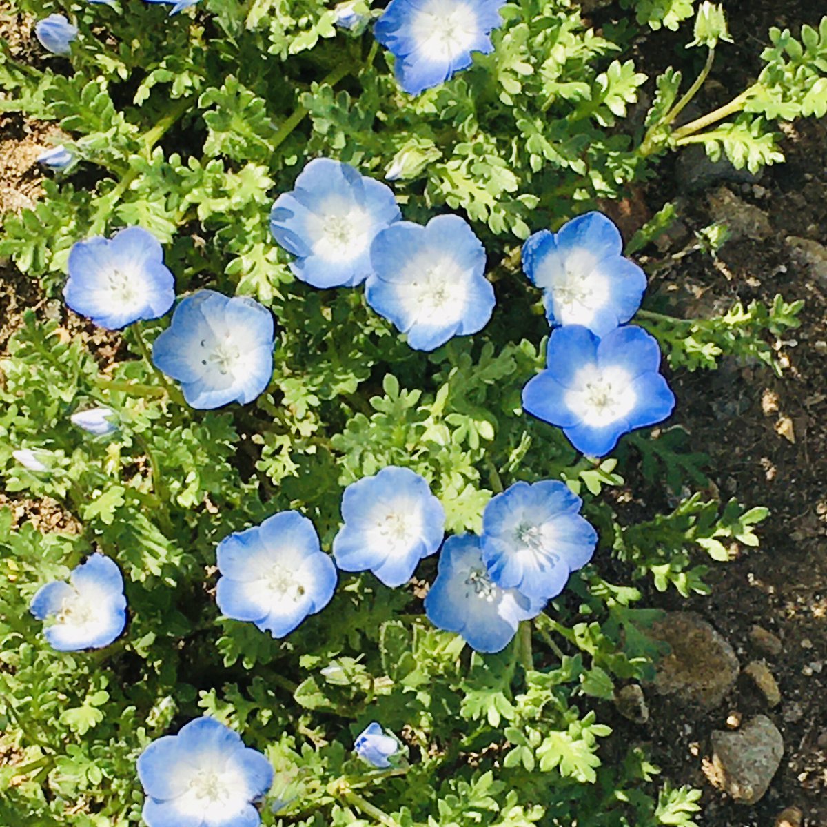 青色の花 Twitter Search Twitter