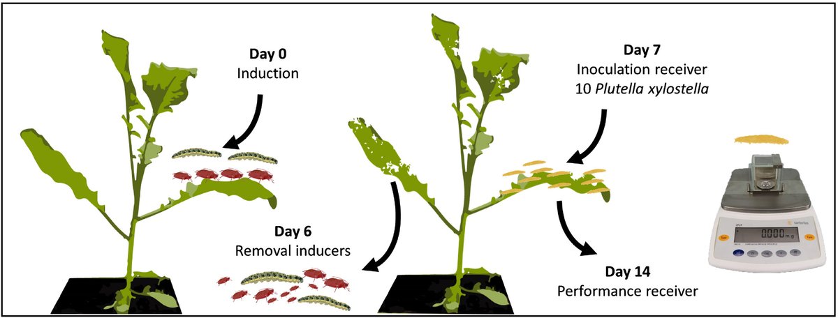 Insect species richness affects plant responses to multi‐herbivore attack <a href="/Maite09703043/">Maite</a> <a href="/mitchelbourne_/">Mitchel Bourne</a> @DickeMarcel nph.onlinelibrary.wiley.com/doi/10.1111/np…