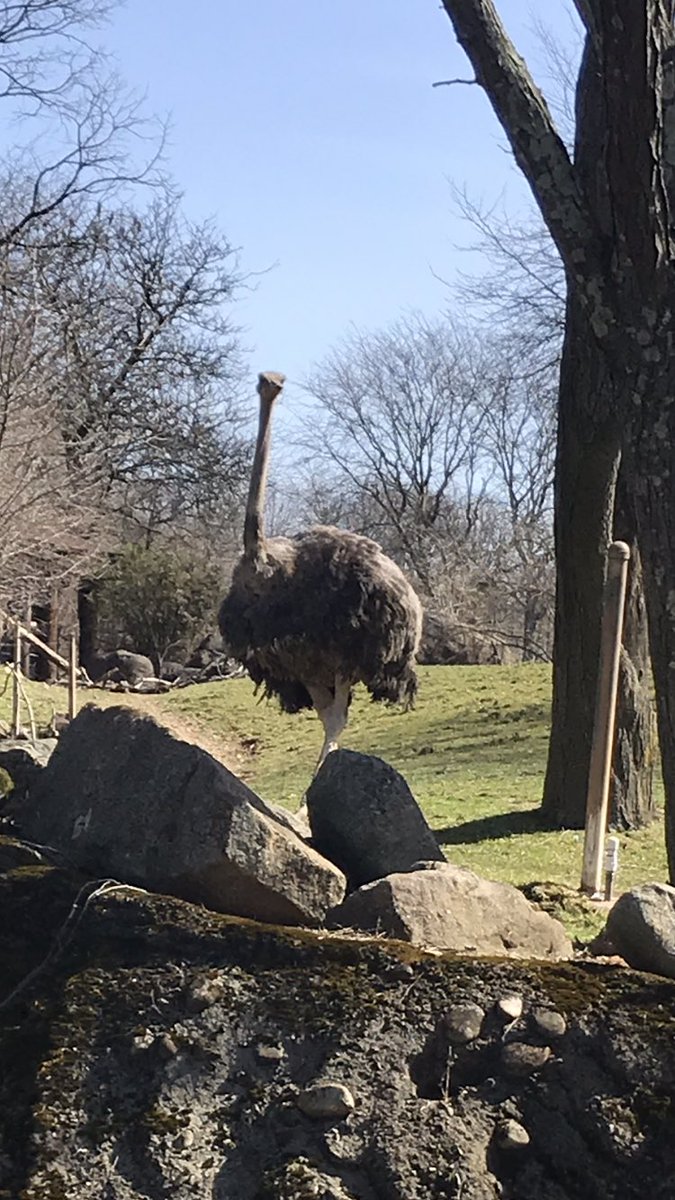 LisaAshbaugh55's tweet photo. Some of my favorite pics from the @PghZoo What a great day! ☀️ https://t.co/3e4DtUPOQU