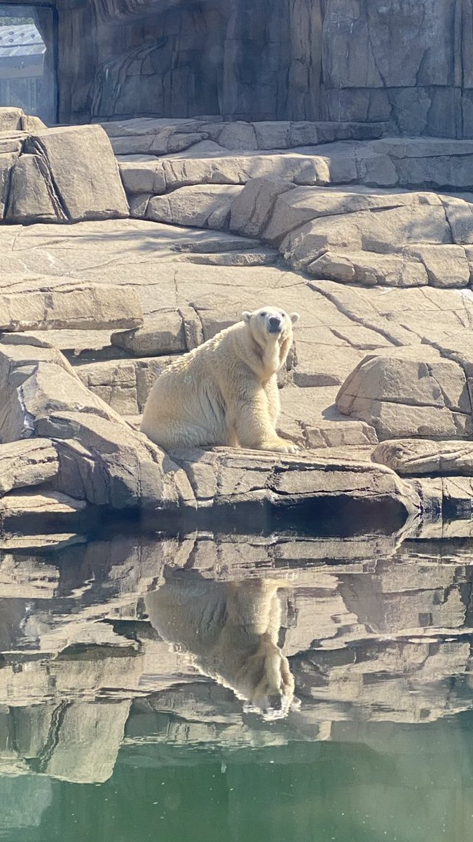 LisaAshbaugh55's tweet photo. Some of my favorite pics from the @PghZoo What a great day! ☀️ https://t.co/3e4DtUPOQU