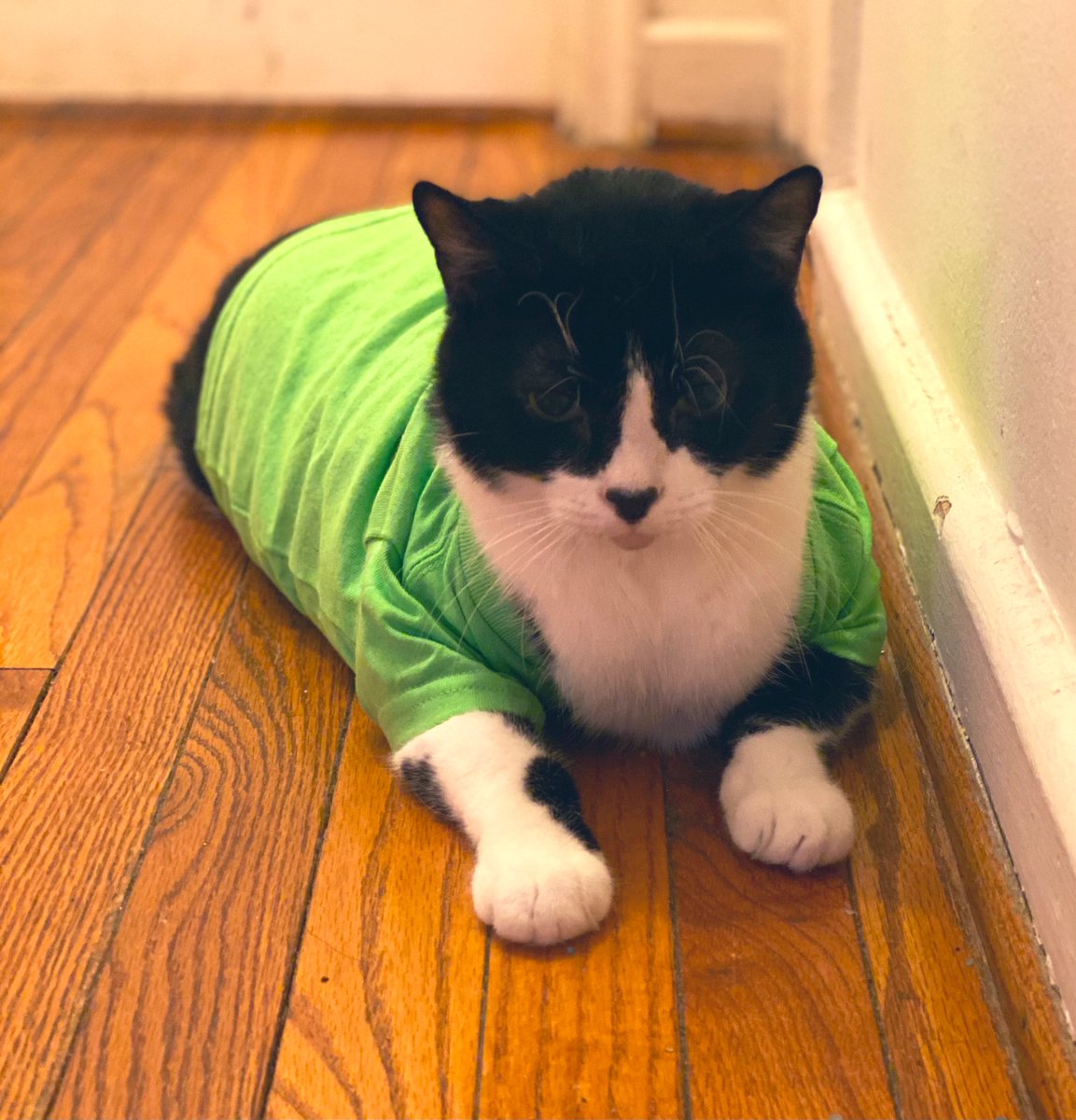 plouffykitty tweet picture