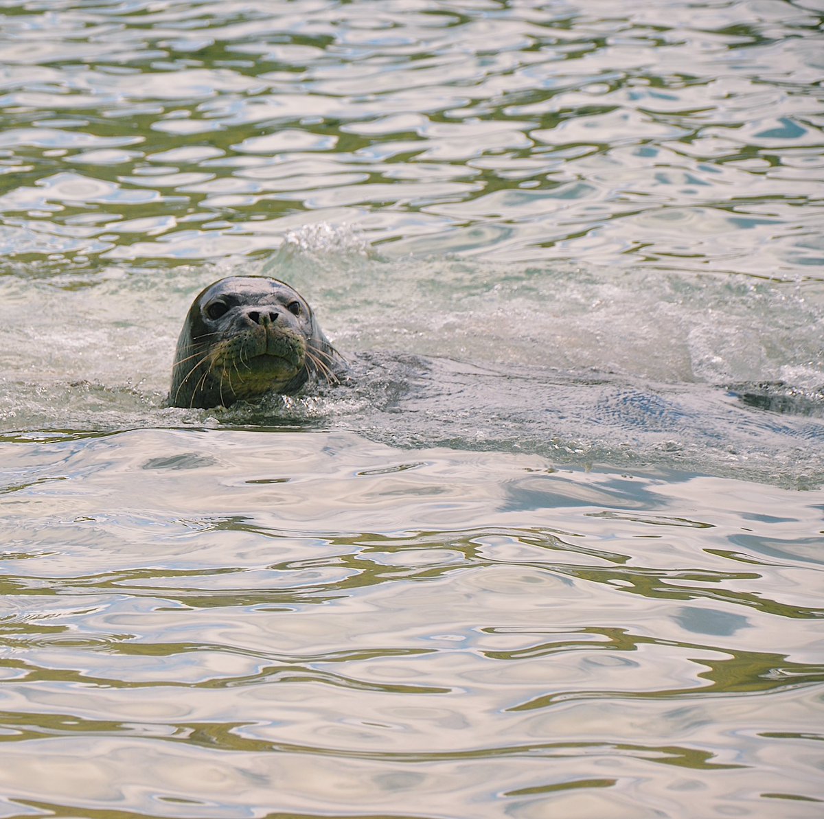 nicolewilsonn97's tweet photo. Happy International Seal Day!! 💙 just a handful of pinni-peep photos I’ve taken to celebrate! 1) harbor seal 2) grey seal mum and pup 3) some snoozing n. elephant seal weanlings 4) Hawaiian monk seal! #seal #pinniped #phocids https://t.co/zKCdHop2sB