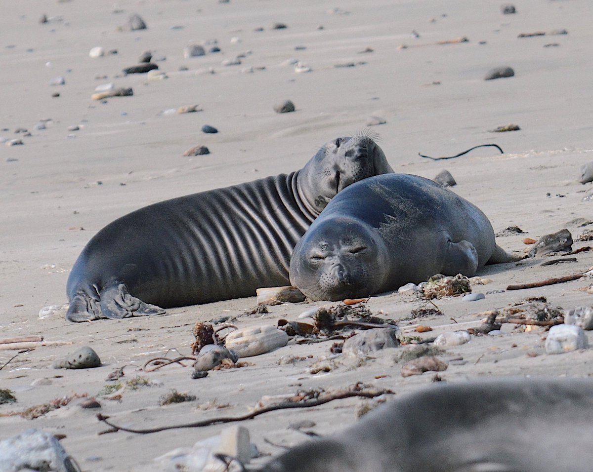 nicolewilsonn97's tweet photo. Happy International Seal Day!! 💙 just a handful of pinni-peep photos I’ve taken to celebrate! 1) harbor seal 2) grey seal mum and pup 3) some snoozing n. elephant seal weanlings 4) Hawaiian monk seal! #seal #pinniped #phocids https://t.co/zKCdHop2sB