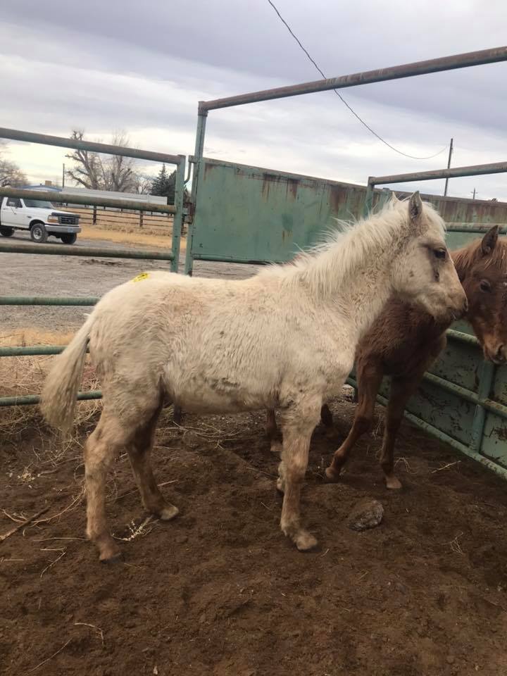 Terri_Farley's tweet photo. Please stand with the 86% of Nevadans and OPPOSE on SJR3 &amp; instead support humane, scientifically recommended methods of managing #wildhorses on the public lands they call home. @NevadaSenate #NOSJR3 https://t.co/PyFENRCceD