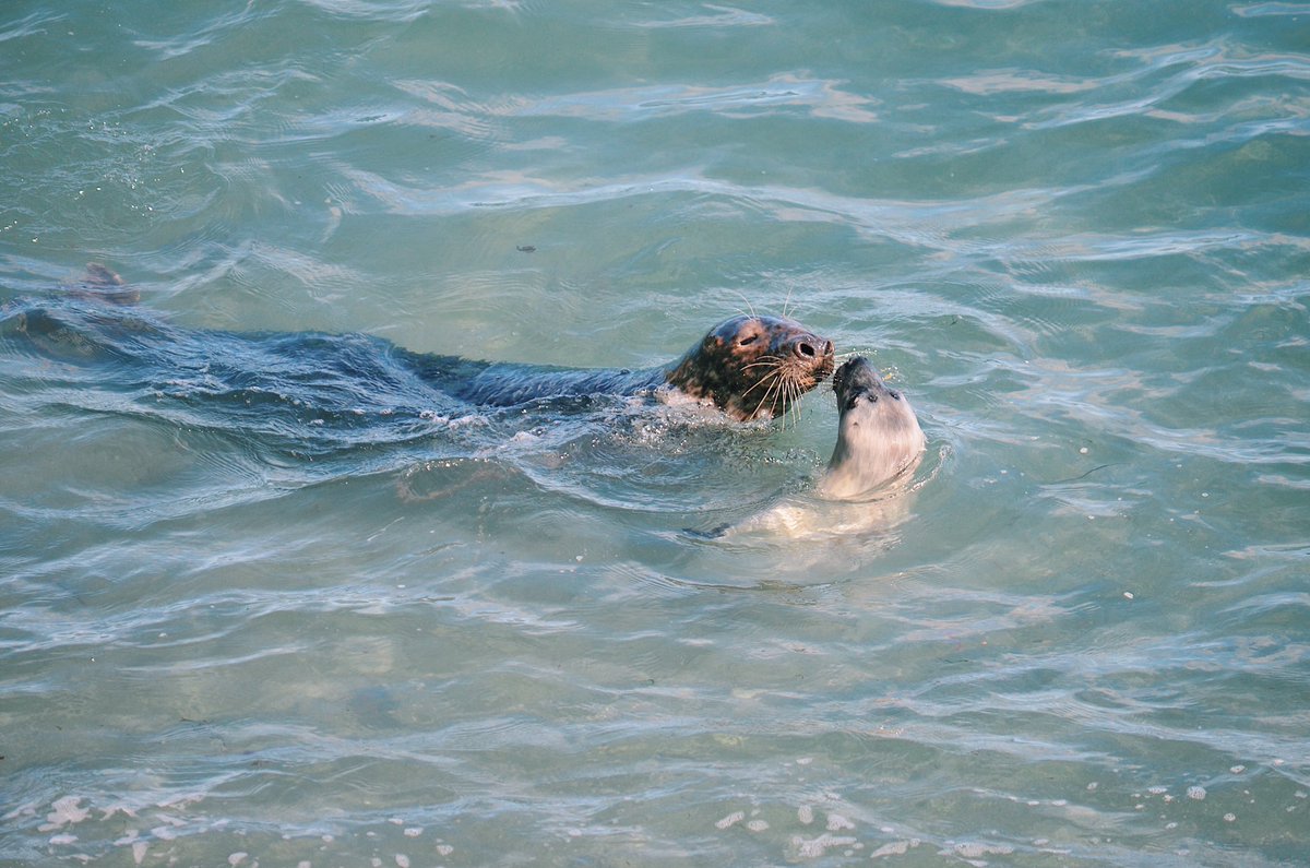 nicolewilsonn97's tweet photo. Happy International Seal Day!! 💙 just a handful of pinni-peep photos I’ve taken to celebrate! 1) harbor seal 2) grey seal mum and pup 3) some snoozing n. elephant seal weanlings 4) Hawaiian monk seal! #seal #pinniped #phocids https://t.co/zKCdHop2sB