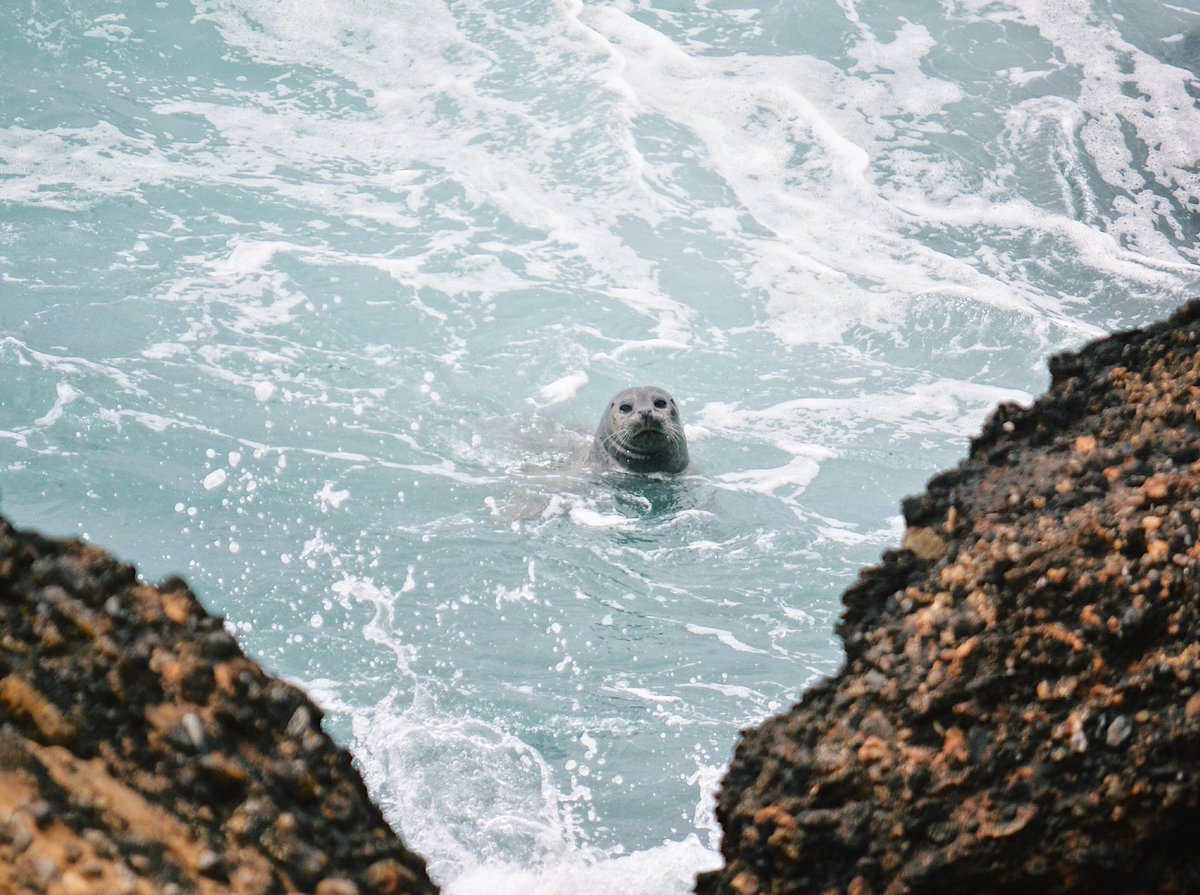 nicolewilsonn97's tweet photo. Happy International Seal Day!! 💙 just a handful of pinni-peep photos I’ve taken to celebrate! 1) harbor seal 2) grey seal mum and pup 3) some snoozing n. elephant seal weanlings 4) Hawaiian monk seal! #seal #pinniped #phocids https://t.co/zKCdHop2sB
