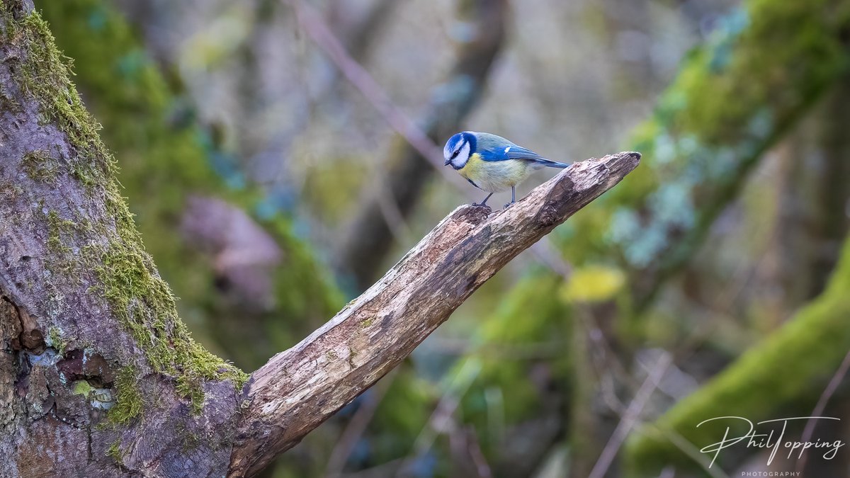 Blue Tit Carr Mill Dam #woodlandbirds #rspb @sthelensstar @StHelensUnltd