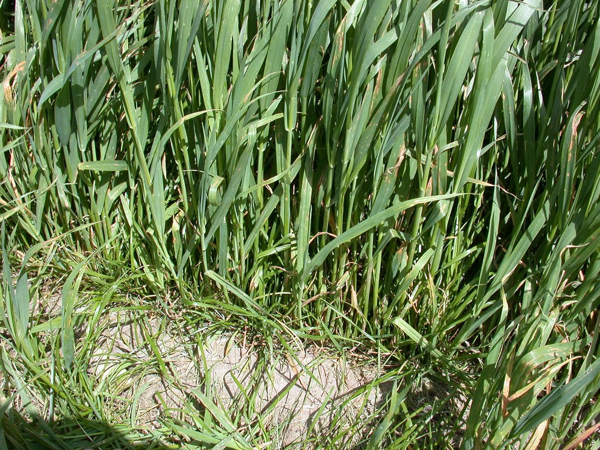UNL_CropWatch's tweet photo. #Pasture and #Forage Minute: Improving Forage Quality with #Oats, #ItalianRyegrass, #Grass Mixtures | This week, @UNLExtension experts discuss helping a low quality #springpasture and the strategy behind mixing #alfalfa and #grass. #NebExt @HuskerHerdsman https://t.co/jiqQqelmm5 https://t.co/DWkdNo0Yot