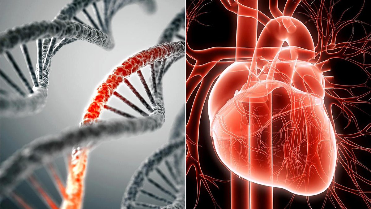 JessPeverill's tweet photo. Have you ever been to the Dr 🩺 and heard "does anyone in your family have a history of heart disease?" 🫀 

Why does that matter? How do history &amp; environment affect your risk for #CVD? Have you heard of a genetic risk score?

Learn more here: https://t.co/Hd3wYT2GU5

#biom4180 https://t.co/wHzRohLOLd