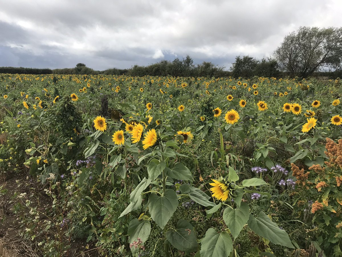 mattredmanag's tweet photo. We can help with any Environmental Stewardship establishment and management work across the Cambridgeshire area. 

Margins, wild bird mixes, cover crops, hedge work.. you name it. https://t.co/TtqVK4uoxn