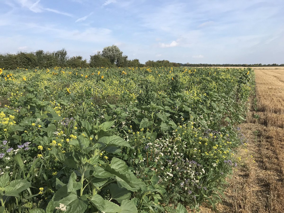 mattredmanag's tweet photo. We can help with any Environmental Stewardship establishment and management work across the Cambridgeshire area. 

Margins, wild bird mixes, cover crops, hedge work.. you name it. https://t.co/TtqVK4uoxn
