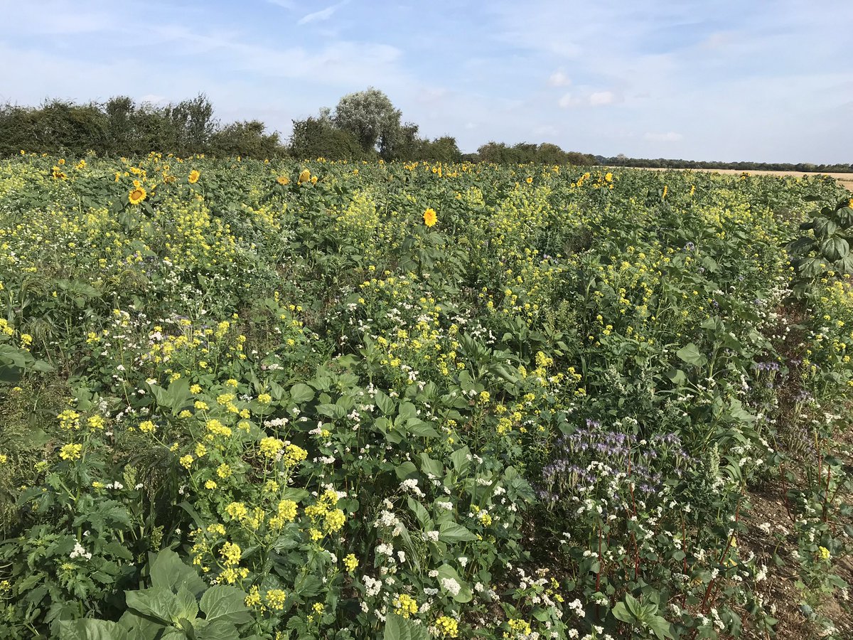 mattredmanag's tweet photo. We can help with any Environmental Stewardship establishment and management work across the Cambridgeshire area. 

Margins, wild bird mixes, cover crops, hedge work.. you name it. https://t.co/TtqVK4uoxn
