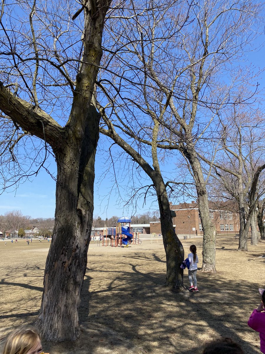 Ruthanne Boehmer (@rboehmer_ed) on Twitter photo Looking for signs of spring on this beautiful day! ☀️🌱 <a href="/BirchCliff_TDSB/">Birch Cliff PS TDSB</a> <a href="/tdsb/">Toronto District School Board</a> Looking for signs of spring on this beautiful day! ☀️🌱 <a href="/BirchCliff_TDSB/">Birch Cliff PS TDSB</a> <a href="/tdsb/">Toronto District School Board</a>