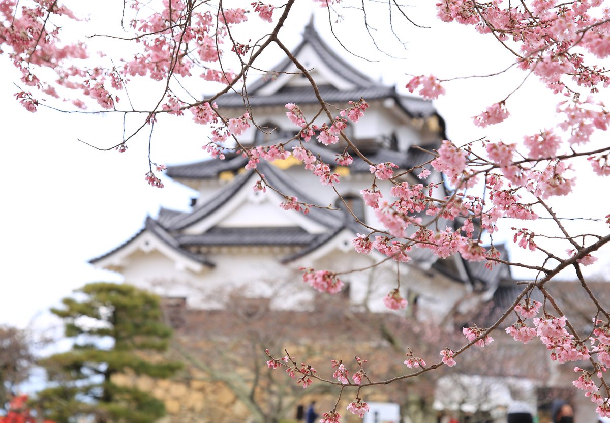 彦根城内 鐘の丸売店 公式 国宝 彦根城 天守閣の桜の様子です めちゃくちゃピンクでキレイ 彦根城 桜21 桜