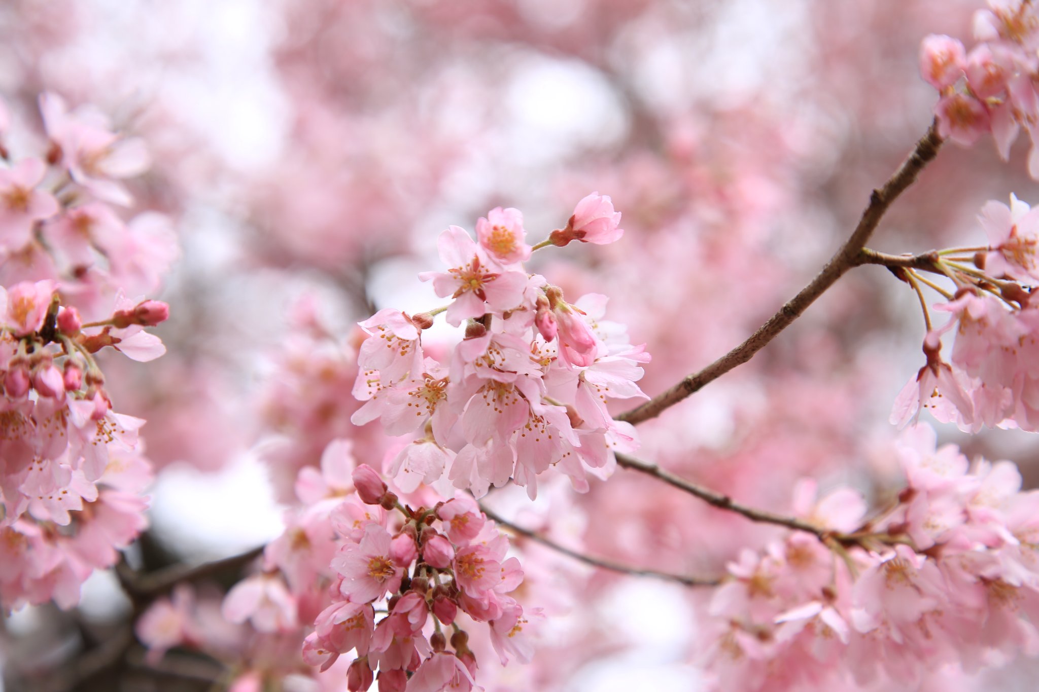 彦根城内 鐘の丸売店 公式 国宝 彦根城 天守閣の桜の様子です めちゃくちゃピンクでキレイ 彦根城 桜21 桜
