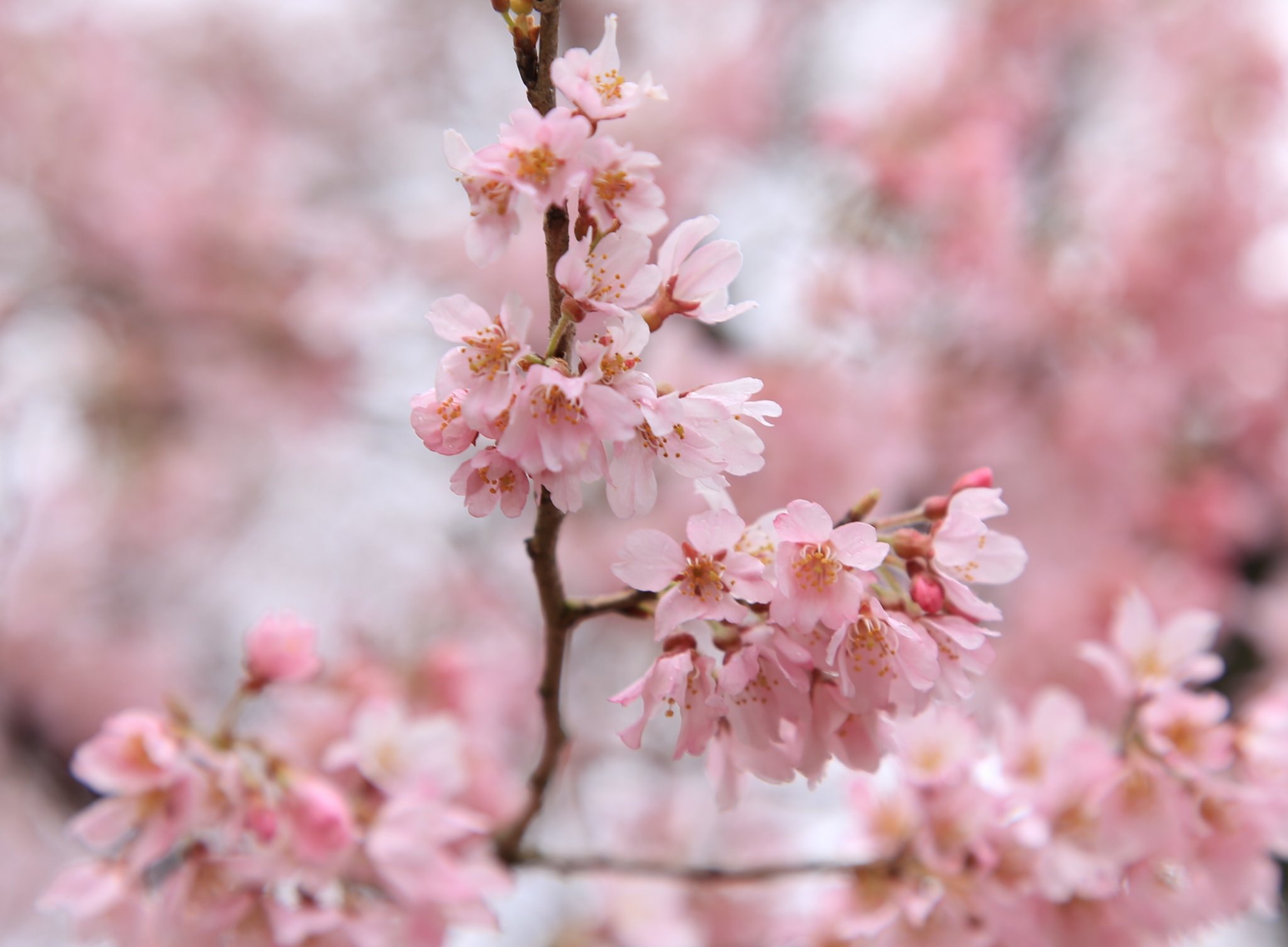 彦根城内 鐘の丸売店 公式 国宝 彦根城 天守閣の桜の様子です めちゃくちゃピンクでキレイ 彦根城 桜21 桜