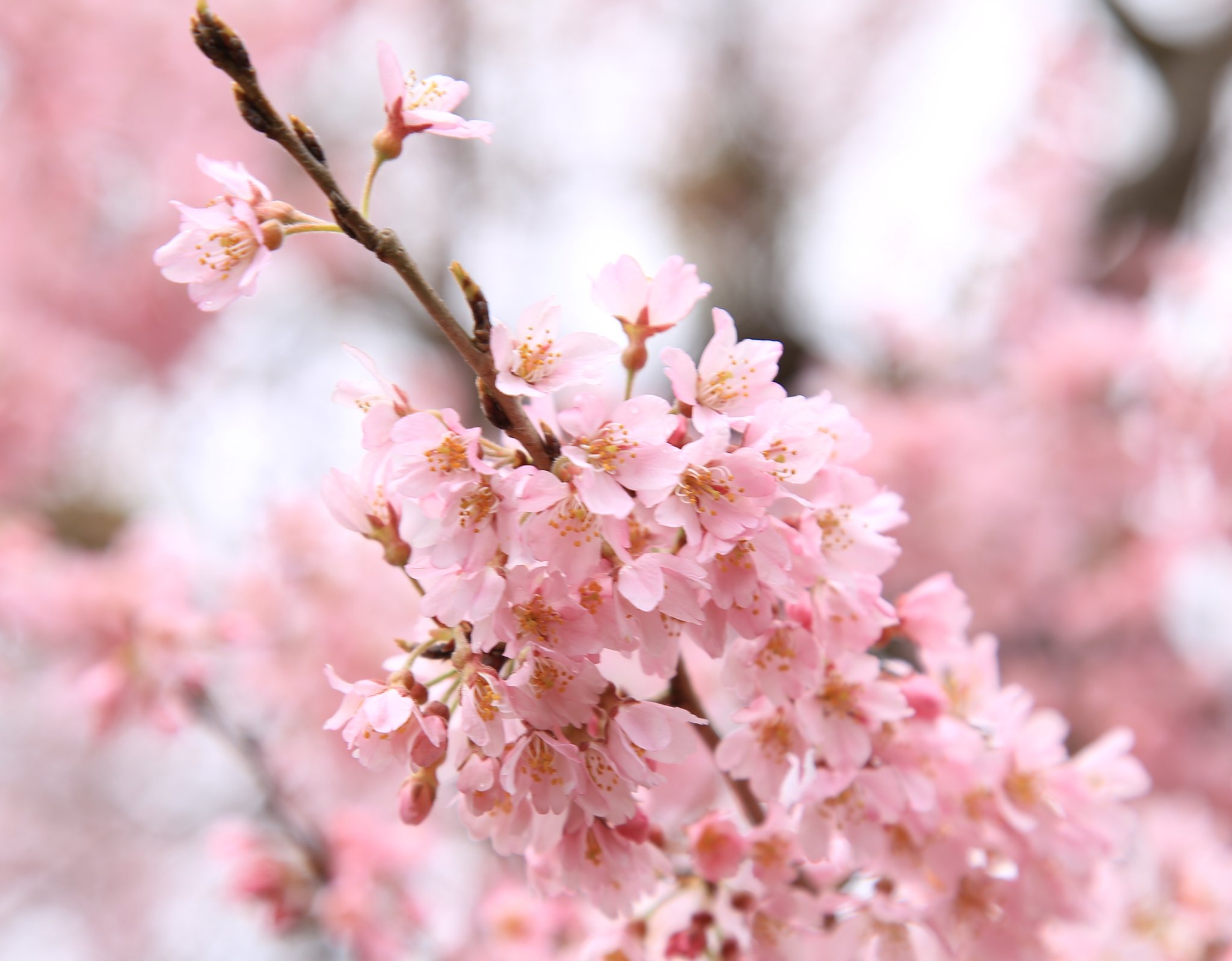 彦根城内 鐘の丸売店 公式 国宝 彦根城 天守閣の桜の様子です めちゃくちゃピンクでキレイ 彦根城 桜21 桜