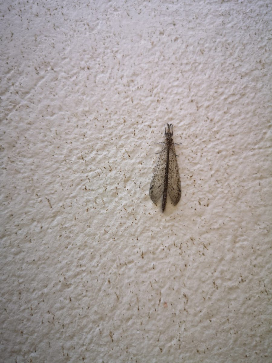 DjRick's tweet photo. @BichoDatos Que es este amigo? Lleva todo el dia en mi patio. Lurin, Lima. https://t.co/fQmeM30oGe